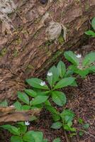 flor de estrella o lisimaquia latifolia foto