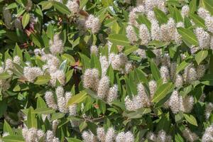 Cherry laurel or prunus laurocerasus photo