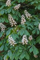 Horse chestnut tree photo