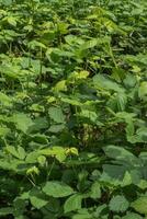 Blackberry or Rubus Americanus photo