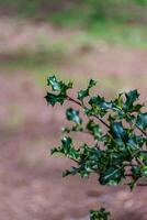 acebo arbusto encina aquifolium foto