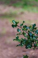 Holly Bush Ilex aquifolium photo