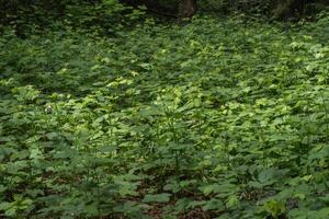 Blackberry or Rubus Americanus photo