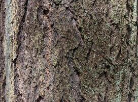 Douglas fir Pseudotsuga menziesii photo