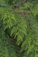 occidental rojo cedro o thuja plicata foto