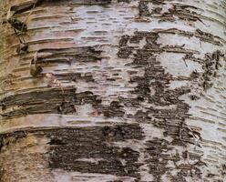 Birch Trunk Betual Papyifera photo