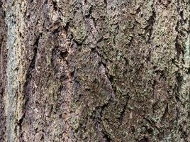 Douglas fir Pseudotsuga menziesii photo