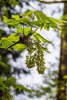 Bigleaf Maple Acer macrophyllum photo