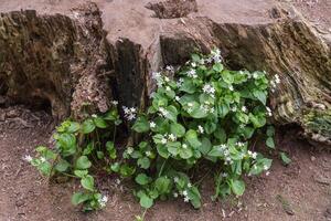 Herb Robert or Geranium robertainum photo