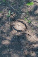 Horseshoe print in the mud photo