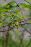 Blackberry or Rubus Americanus photo