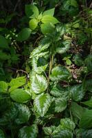 archangel or lamium galeobdolon photo