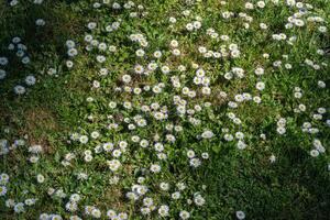 margarita o Bellis perennis foto