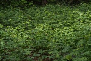 Blackberry or Rubus Americanus photo