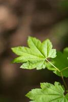 Japanese Maple Acer japonicum photo