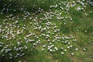 Daisy or Bellis perennis photo