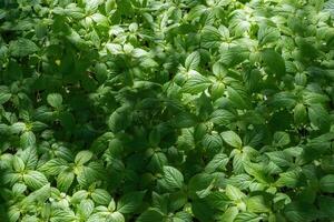 Green groundcover in the forest photo