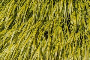 Golden Japanese forest grass photo