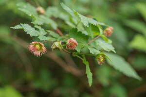 Blackberry or Rubus Americanus photo