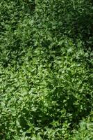 Green groundcover in the forest photo