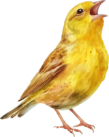 Cute Yellowhammer Singing to the Moon watercolor png