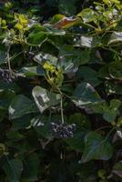 English Ivy or Hedera helix photo