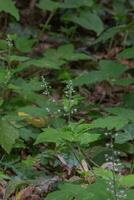 Three lead foamflower or Tiarella trifoliata photo