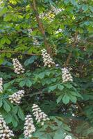 Horse chestnut tree photo