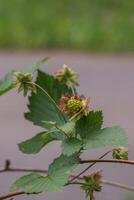 Blackberry or Rubus Americanus photo