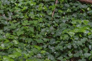 English Ivy or Hedera Helix photo