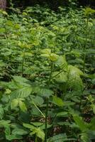 Blackberry or Rubus Americanus photo