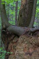 árbol creciente desde tocón foto