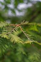 Dawn Redwood or Mestasquoia glyptostroboides photo