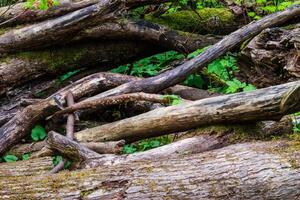 Forest floor wood pile photo