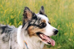 A dog of the Australian Shepherd breed with brown eyes on a walk, close-up photo