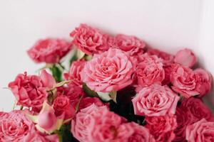 Small pink bush roses on a white background with a place for text photo