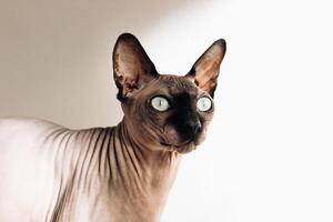 A bald cat of the Canadian Sphynx breed. photo