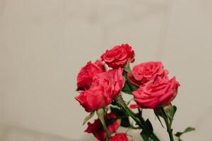 Small pink bush roses on a white background with a place for text photo
