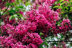 Pink lilac flower close-up in botanical garden photo