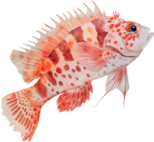 corail poisson faucon aquarelle png