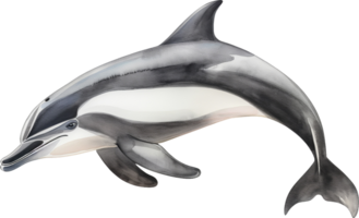 Dusky Dolphin watercolor png