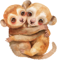 Cute Kinkajou Sharing Sweetness watercolor png