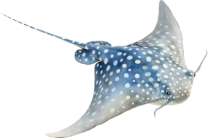 Blue-spotted Stingray watercolor png