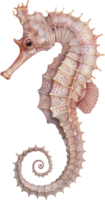 kuda hippocampe aquarelle png