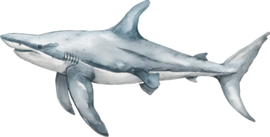 Scalloped Hammerhead watercolor png