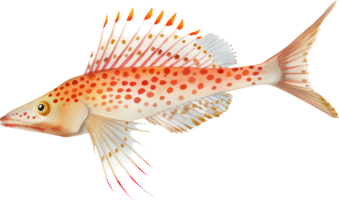 lange Nase Falkenfisch Aquarell png