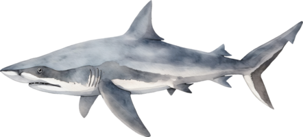 velours ventre lanterne requin aquarelle png