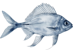 x stråle fisk vattenfärg png