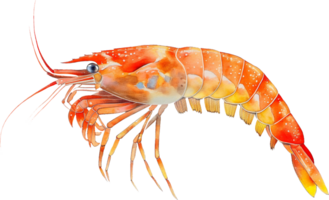 Emperor Shrimp watercolor png