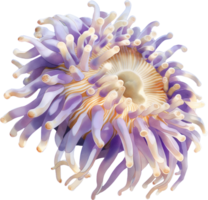 Jewel Anemone watercolor png